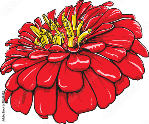 Zinnia elegans with brilliant colors. Elegant red flower. Hand-drawn vector illustration.