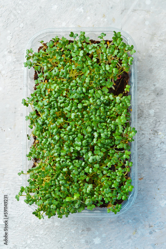 Microgreen. Growing mustard seedlings for healthy eating. Top view. On a gray background.