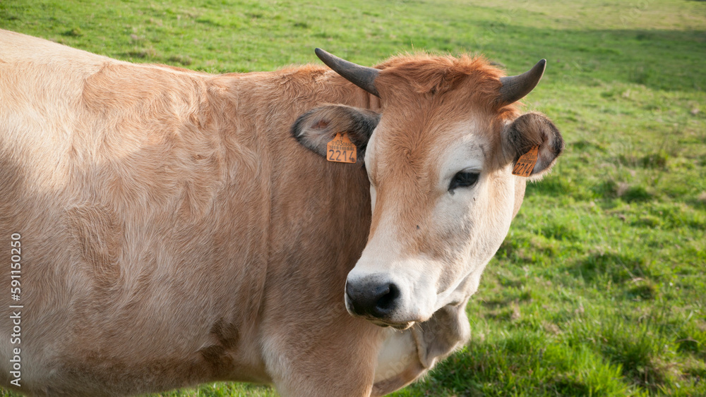 Retrato de vaca marrón en pradera de hierba