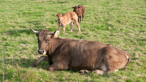 Vaca y dos terneras en pradera de hierba verde © Darío Peña