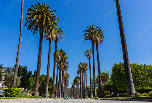 Los Angeles, California, USA, June 21, 2022: Palm trees street in Beverly Hills, Los Angeles.