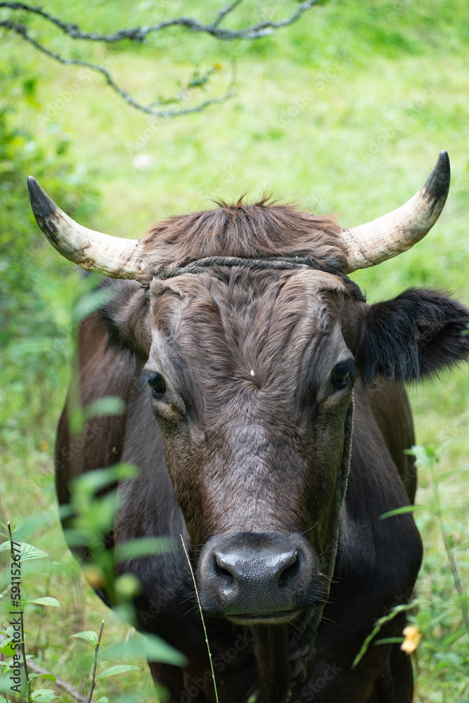 portrait of a cow portrait of a cow