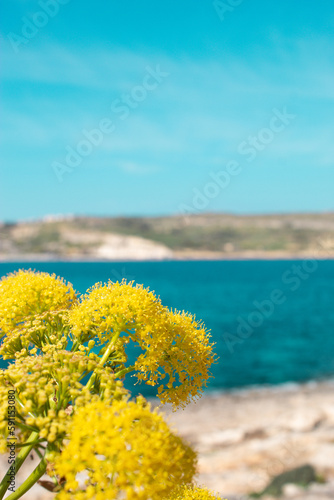 Blume auf Malta