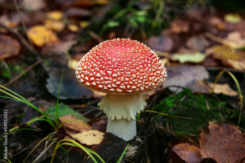 forest poisonous mushroom fly agaric with a red hat, growing among autumn foliage