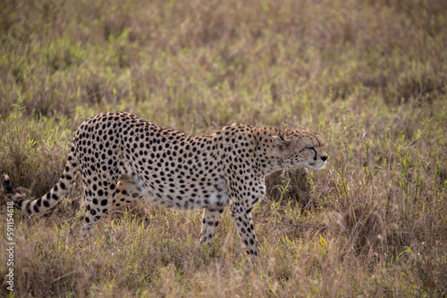 A cheetah in the early morning roams the avanne in a national park, photographed on a safari in Kenya Africa