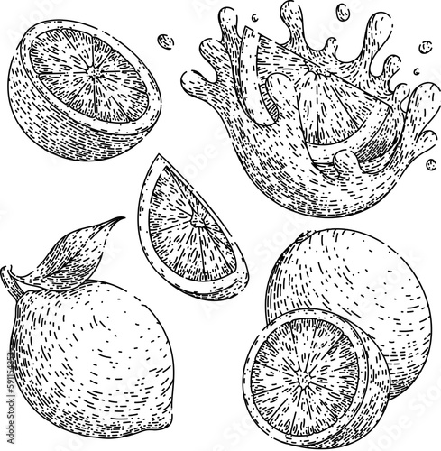 lime green fruit set sketch hand drawn vector