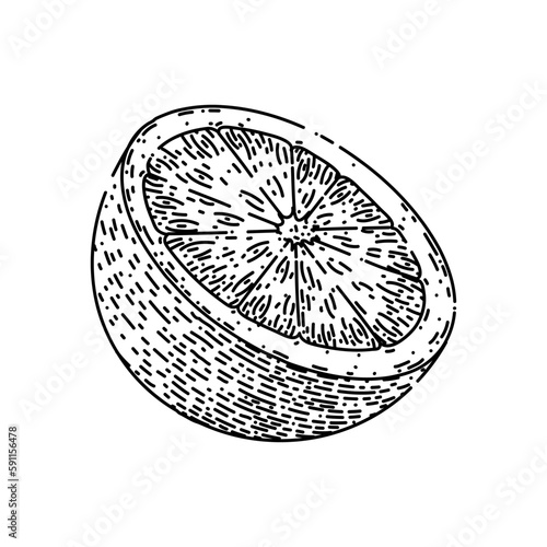 lime slice citrus sketch hand drawn vector
