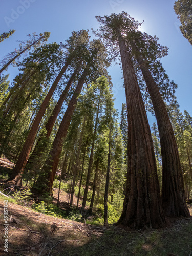 Giant sequoia trees in the Mariposa Grove of Giant Sequoias  a sequoia grove near Wavona  California  USA  in the southernmost part of Yosemite National Park.
