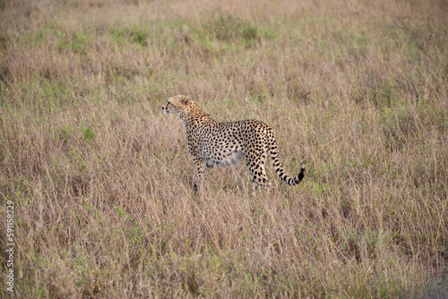 A cheetah in the early morning roams the avanne in a national park, photographed on a safari in Kenya Africa