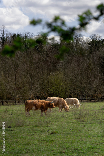 Highland cows in the field 