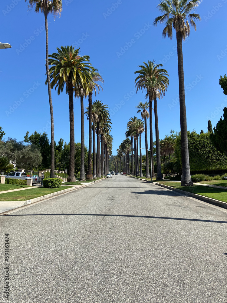 Los Angeles, California, USA, June 21, 2022: Palm trees street in Beverly Hills, Los Angeles.
