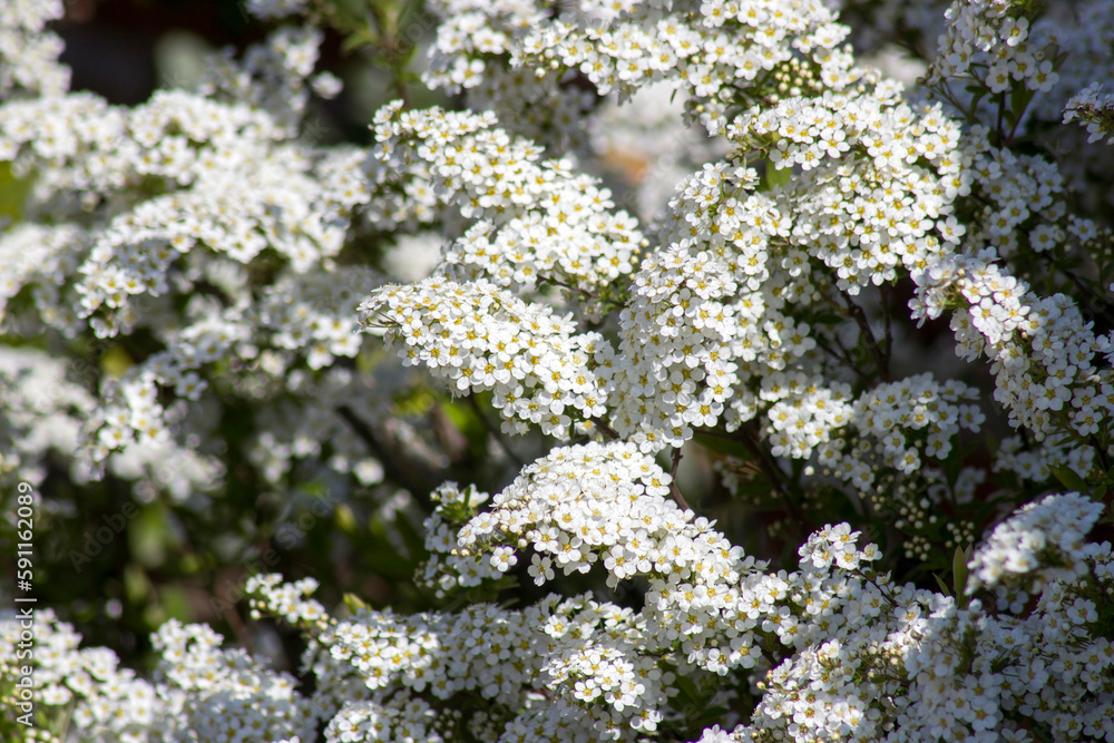 Blossom tree - spring flowers Blossom tree - spring flowers