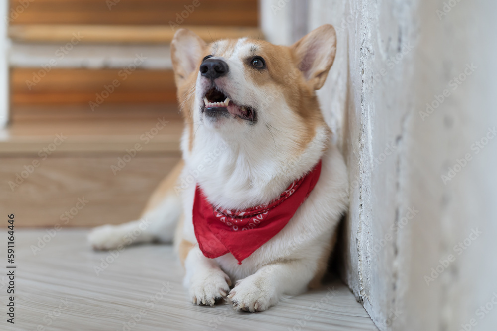 Cute brown and white dog. Cute welsh corgi dog lying on the ground at home Cute brown and white dog. Cute welsh corgi dog lying on the ground at home