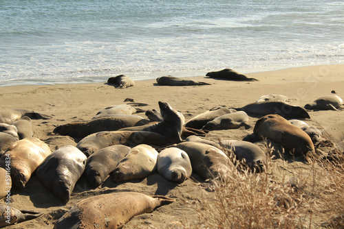 Elephant seals, mirounga angustinostris, group sleeping on the sand in a late afternoon at Elephant Seal Vista Point, along Cabrillo Highway, Pacific California Coast, USA. © An Instant of Time