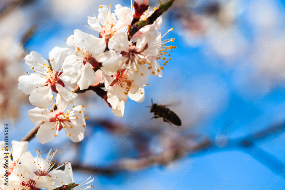 Obraz premium Blossom tree over nature background. spring flowers. spring background. Blurred concept. Natural background. Apricot flowers