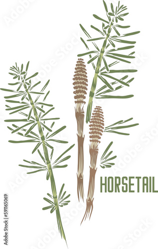 Horsetail sprout in vector silhouette. Equisetum arvense medicinal herb image. Set of vector botanical illustration of Horsetail plant in color for medicine. Horsetail in contour and color.