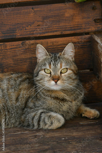 A cat on a bench in an alley of Guardialfiera, a historic town in the state of Molise in Italy.