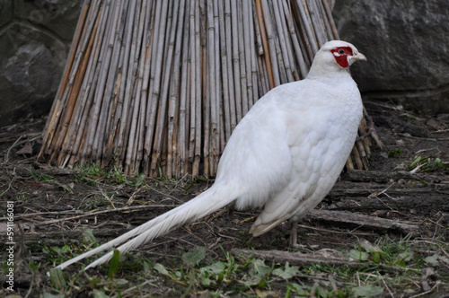 Common pheasant (Phasianus colchicus) albino