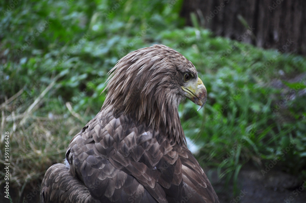 Fototapeta premium White-tailed eagle (Haliaeetus albicilla) portrait