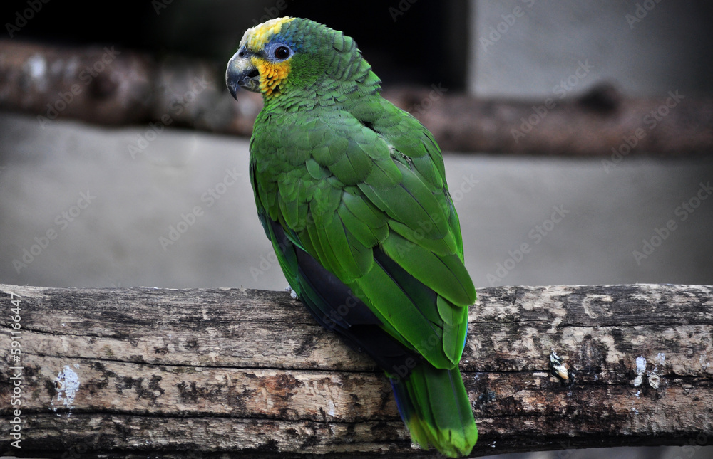 Obraz premium Yellow-crowned amazon (Amazona ochrocephala) portrait
