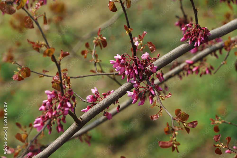 canadian cercis blossom