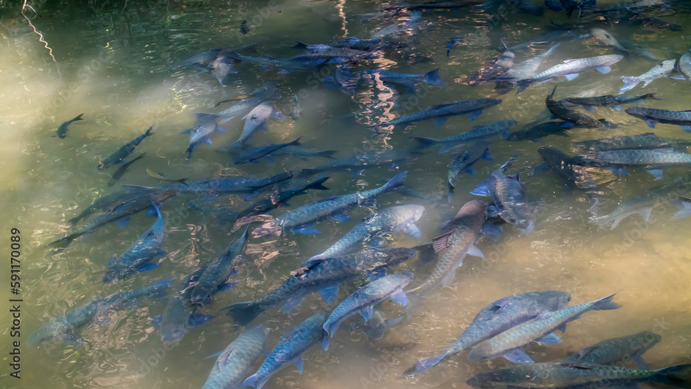 fish in the water.fish cave.Antimony Fish fish in the water.fish cave.Antimony Fish