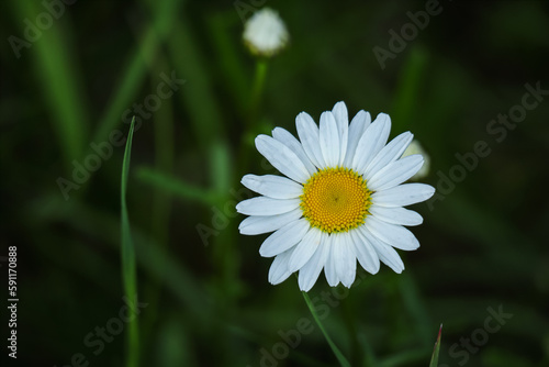 Camomile flower with narrow petals and big yellow textured center in the grass carper on dark natural blurred background