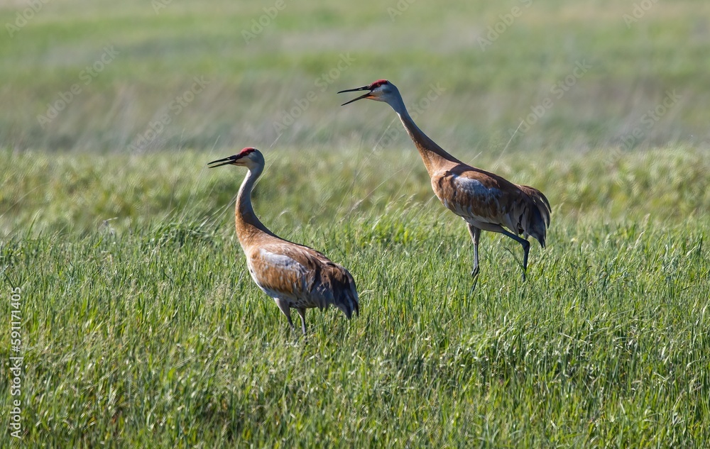 Sandhill Crane