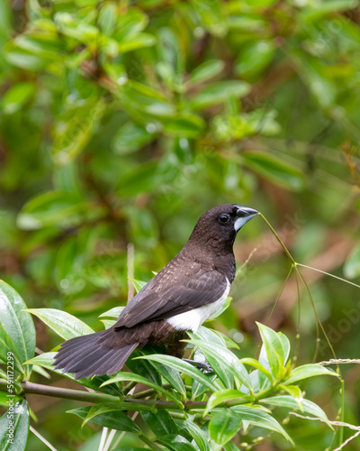 white-bellied munia perched on a branch with nesting material