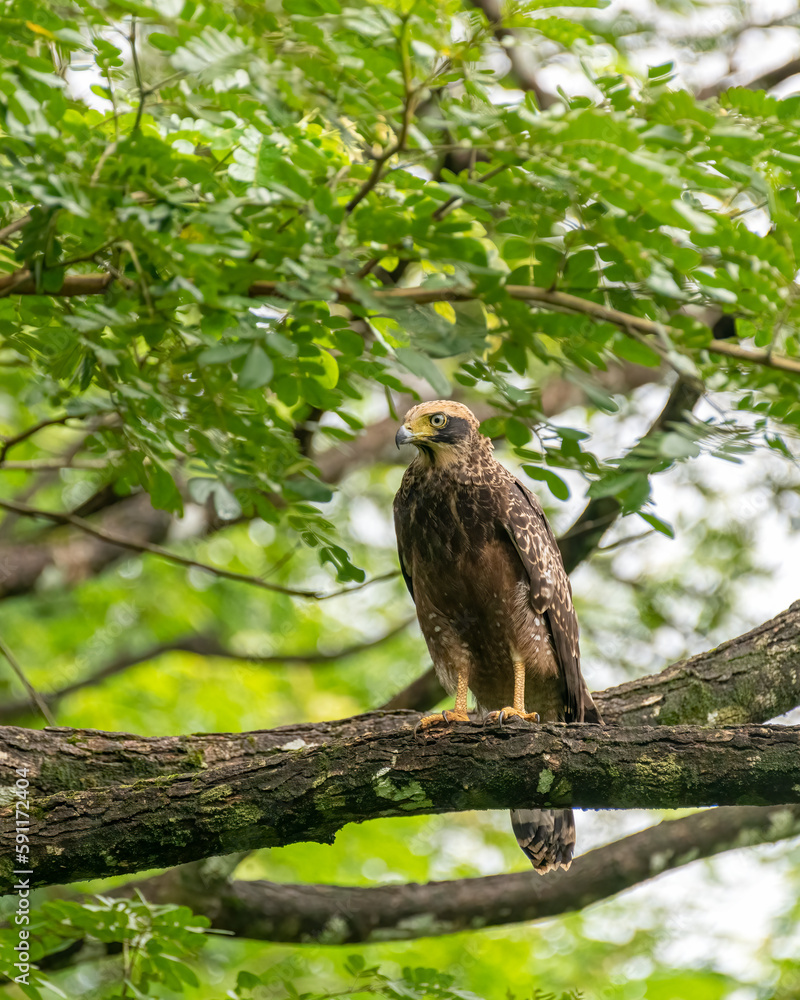 juvenile crested serpent eagle perched on a tree branch juvenile crested serpent eagle perched on a tree branch