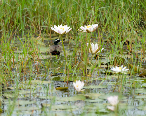 bronze-winged jacana foraging in a lily pond