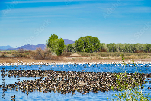 Hundreds of migrating ducks and geese in a lake in Cibola Wildlife Refuge, in the floodplain of the Colorado River in Arizona, on the border with California, USA. photo