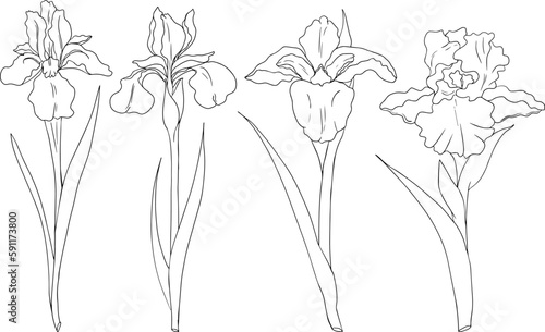Set iris flowers. Hand drawn spring flowers. Monochrome vector botanical illustrations in sketch, engraving style.