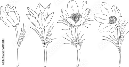 Wallpaper Mural Set pasqueflower (Pulsatilla pratensis) flowers. Hand drawn spring flowers. Monochrome vector botanical illustrations in sketch, engraving style. Torontodigital.ca