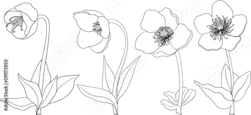 Set Merlin Lenten rose, Helleborus flowers. Hand drawn spring flowers. Monochrome vector botanical illustrations in sketch, engraving style.