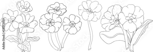 Set primrose, primula flowers. Hand drawn spring flowers. Monochrome vector botanical illustrations in sketch, engraving style.