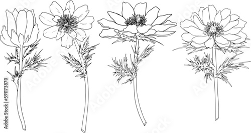 Set Far East Amur adonis (Adonis ramosa) flowers. Hand drawn spring flowers. Monochrome vector botanical illustrations in sketch, engraving style.