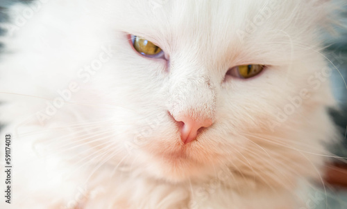 Portrait of a beautiful white cat. Cat's eyes, close up. © Svitlana