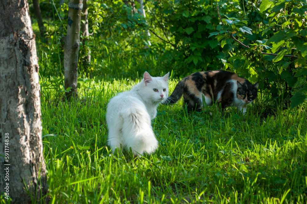A couple of cats on the grass in the garden.