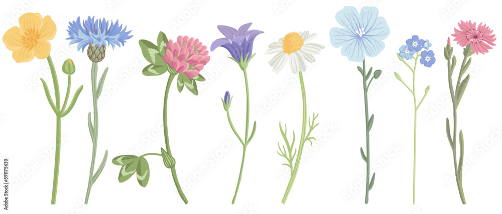 Obraz premium field flowers, vector drawing wild plants at white background, floral elements, hand drawn botanical illustration