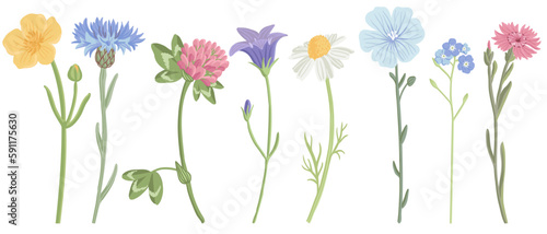 field flowers, vector drawing wild plants at white background, floral elements, hand drawn botanical illustration