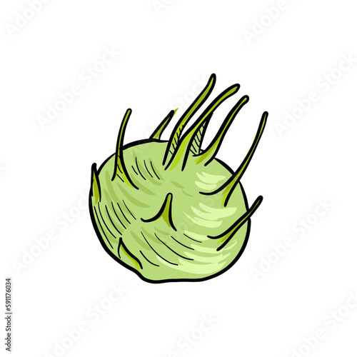 Kohlrabi, vector drawing turnip cabbage , vegetable isolated at white background, hand drawn illustration