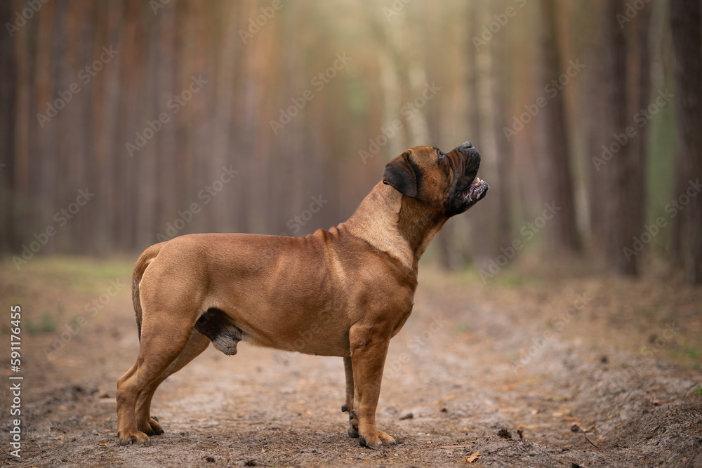 boerboel portrait of a dog in nature
