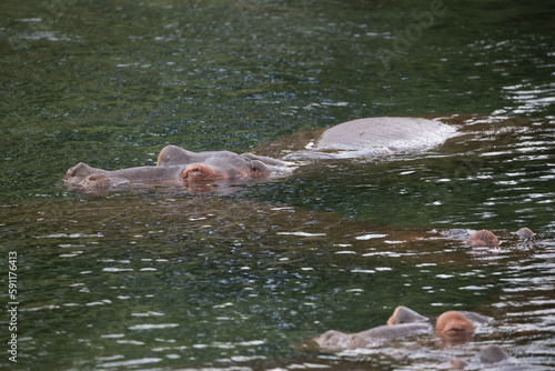 Hippopotamuses in the water. Hippos in Kenya chill in a river. Safari photos in Africa