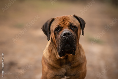 boerboel portrait of a dog photo