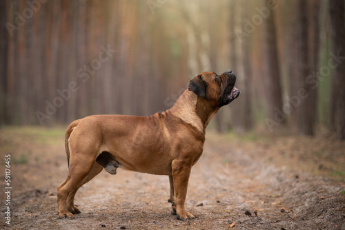 boerboel portrait of a dog in nature