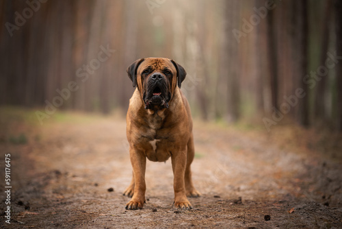 Amazing Boerboel dog breed in the forest