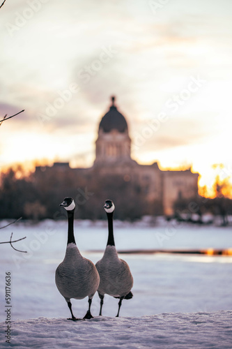 Regina Saskatchewan in Spring with Melting Snow at Sunset with Canadian Geese 