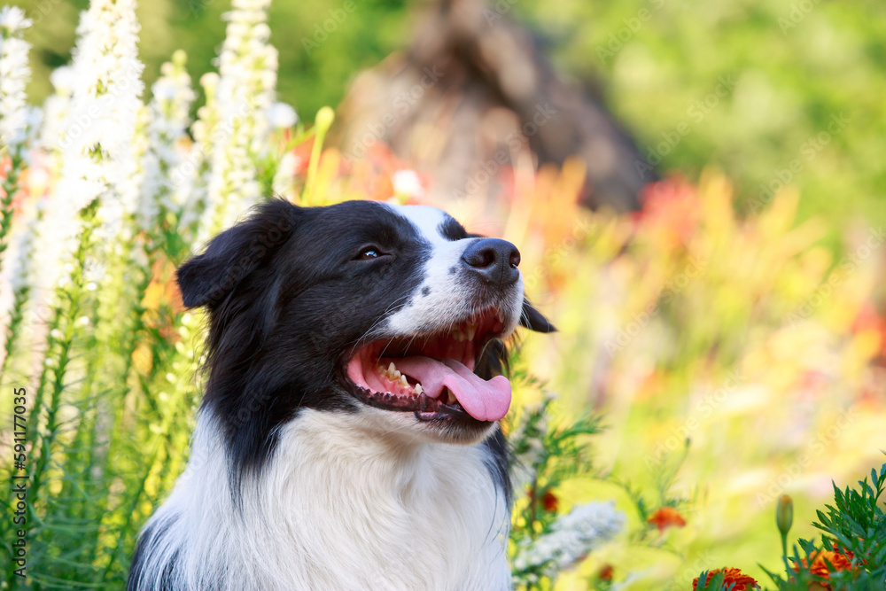 Dog breed Border Collie Dog breed Border Collie