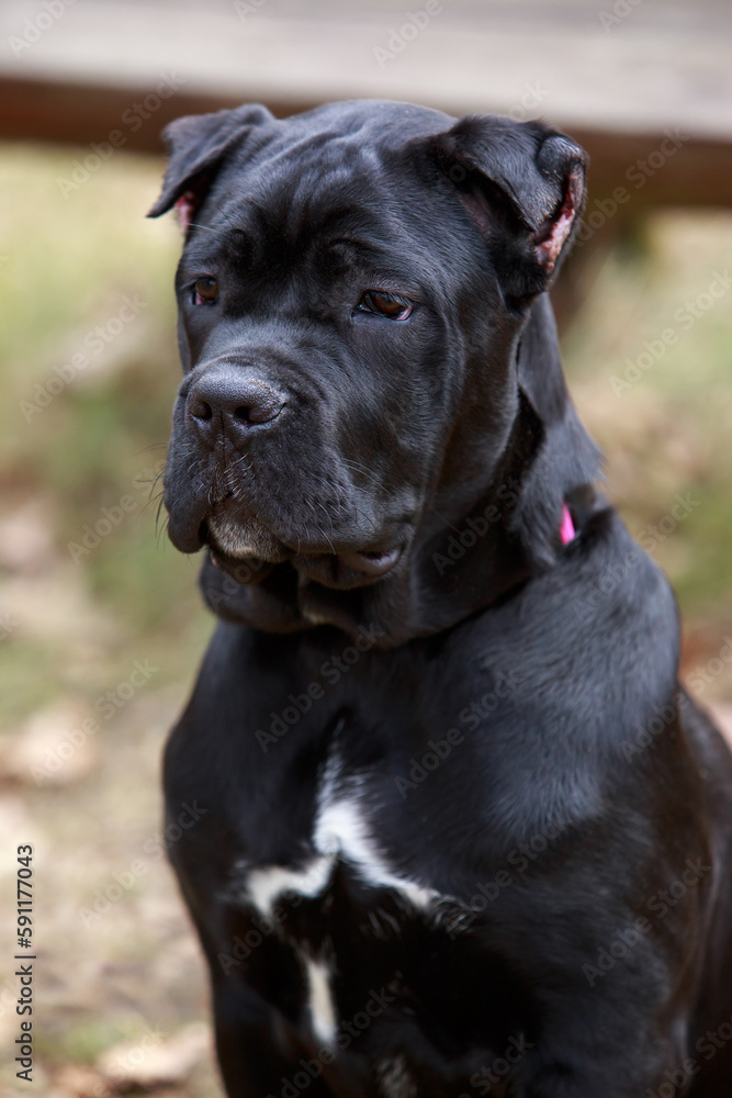 dog breed cane corso